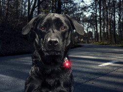 Фонарь для собак Orbiloc Dog Dual Signal Colours, красный
